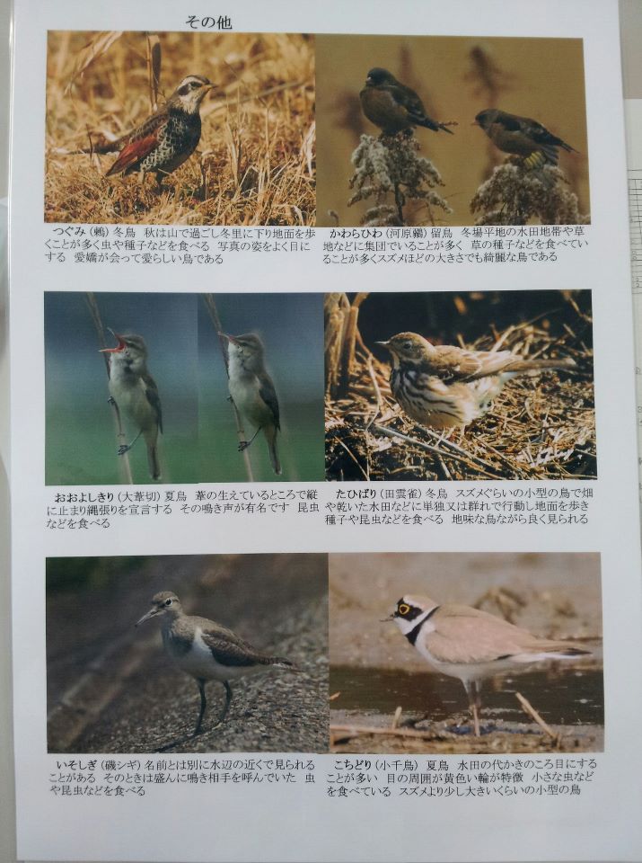 野鳥観察会.jpg