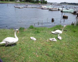 20120607_手賀沼船上探鳥会