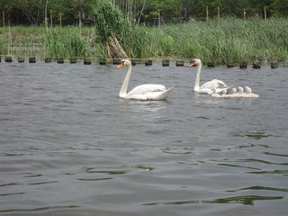 20130515_teganuma3.JPG