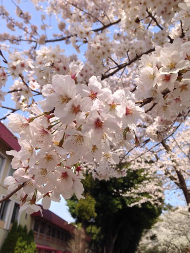 廣池学園桜